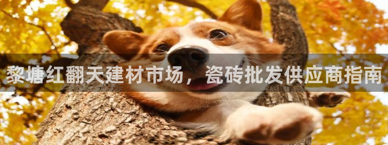 杏鑫注册登录平台是什么