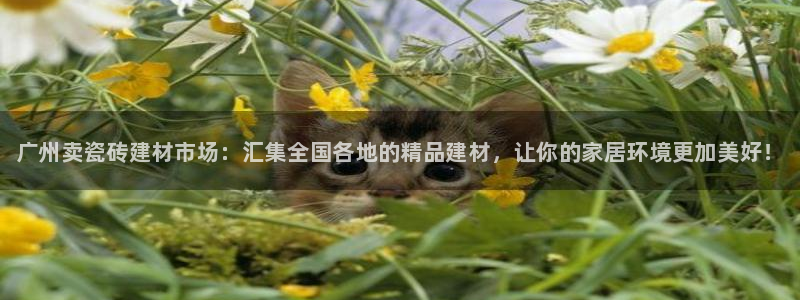 杏鑫官网注册账号是什么